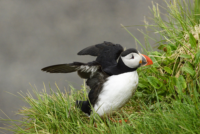 Fratercula arctica, Atlantic Puffin