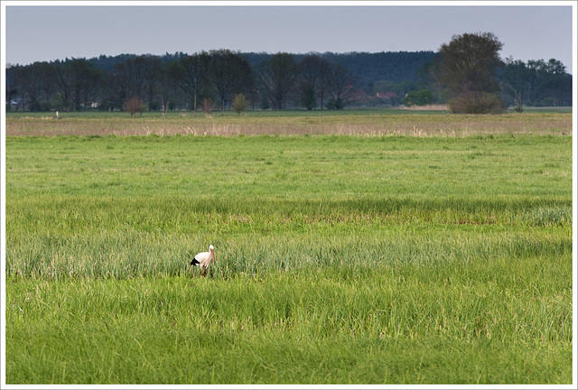 storch