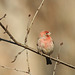 Purple Finch