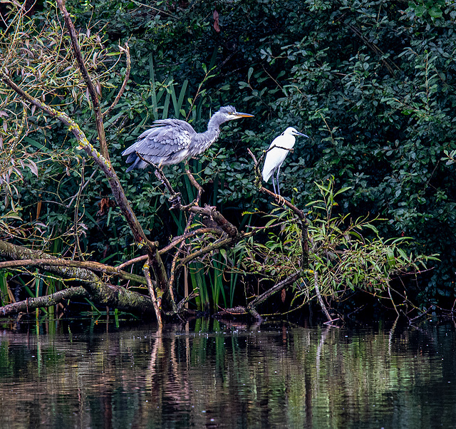 Heron and a little egret sharing a tree