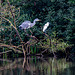 Heron and a little egret sharing a tree