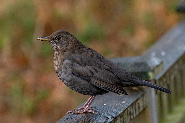 Female blackbird2 - Copy