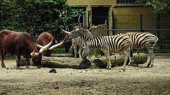20190907 5955CPw [D~HRO] Watussi-Rind, Zebra, Zoo Rostock