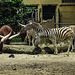 20190907 5955CPw [D~HRO] Watussi-Rind, Zebra, Zoo Rostock