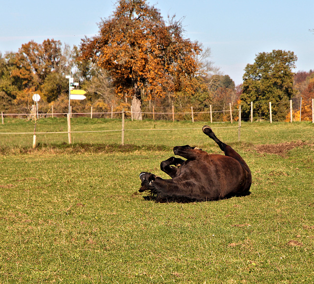 Wie ein Pferd sich freuen kann:  Bild 2