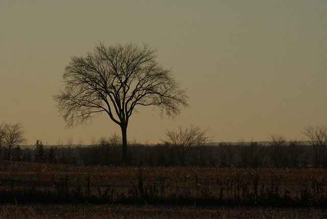 45/50 l'orme de M. Charbonneau, Mr. Charbonneau's elm tree