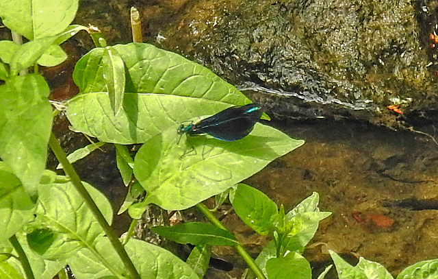20210609 0701CPw [D~LIP] Blauflügel Prachtlibelle, UWZ, Bad Salzuflen