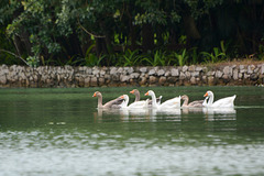 Guatemala, Geese on the Chocón Machaca River