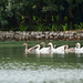 Guatemala, Geese on the Chocón Machaca River