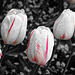 Film Noir tulips