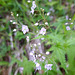 Nesselblättriger Ehrenpreis (Veronica urticifolia)