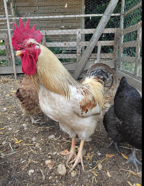 Des cocoricos plein le cou Le coq rêvait à sa pendule