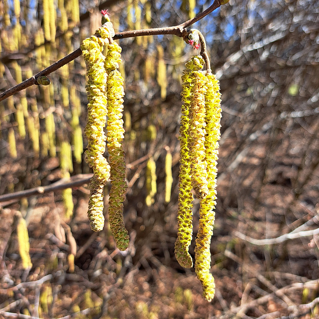 Gemeine Hasel (Corylus avellana)