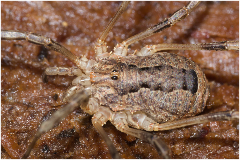 IMG 0347 Harvestman