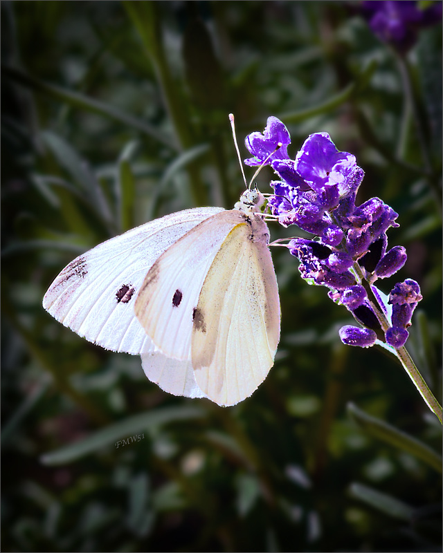 Weiß-Blau im Garten