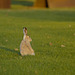 rabbit on alert