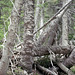 Rocky Mountain National Park father's day hiike