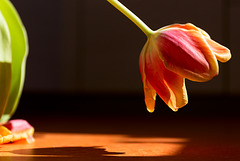 dutch tulip. today in poor condition