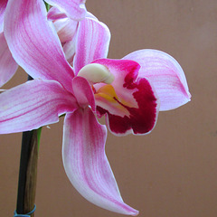 Cymbidium