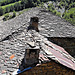 Roofs at Dardhë