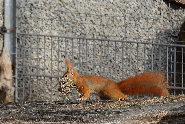 Explored - Emsiges Eichhörnchen I (Wilhelma)