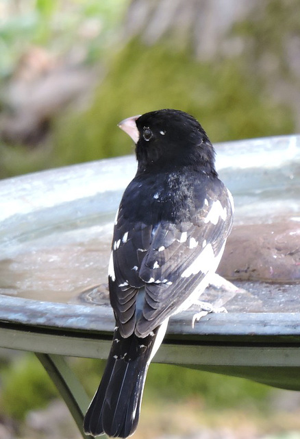 Rose-breasted Grosbeaks