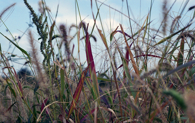 Autumn weeds