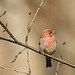 Purple Finch