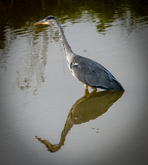 Grey heron