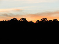 Early Sun Through the Cedars
