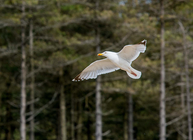 Gull in flight