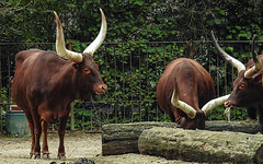 20190907 5956CPw [D~HRO] Watussi-Rind (Bos taurus domestica), Zoo Rostock