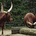 20190907 5956CPw [D~HRO] Watussi-Rind (Bos taurus domestica), Zoo Rostock