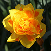 Multicolor daffodil