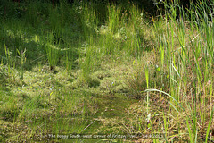 Friston Pond - the boggy south-west corner - 24 8 2021