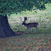 Magnificent Antlers