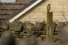 Song Thrush on Bute Street