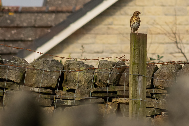 Song Thrush on Bute Street