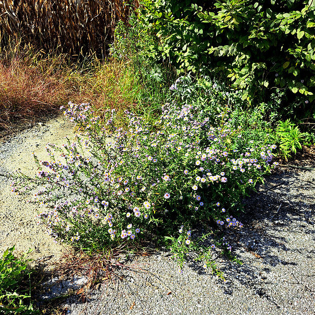 Herbstaster (Symphyotrichum)