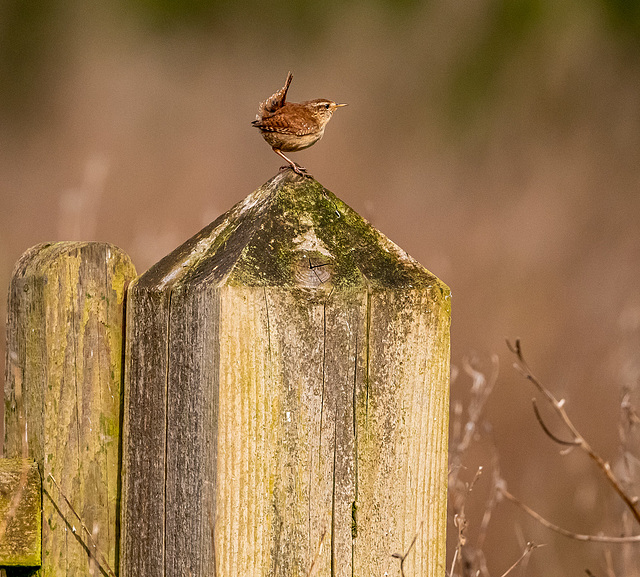 Wren