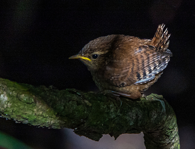 Wren