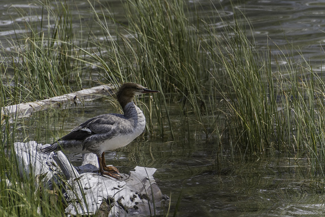 Gänsesäger (Common Merganser, Goosanders)  am Lake Annette (© Buelipix)