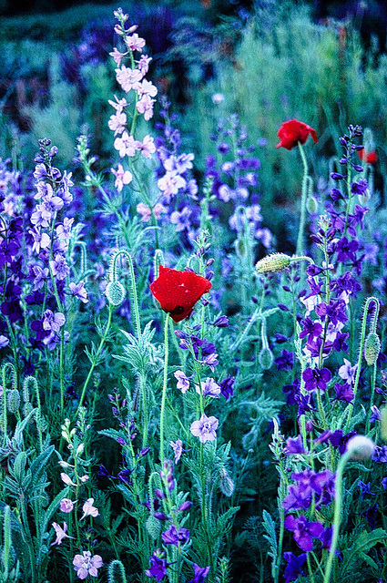 dewy red