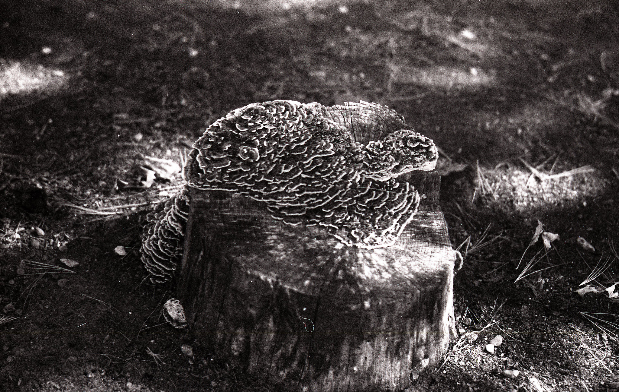 Fungus