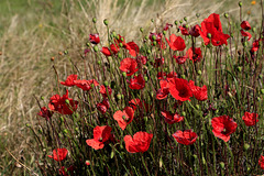 Poppies