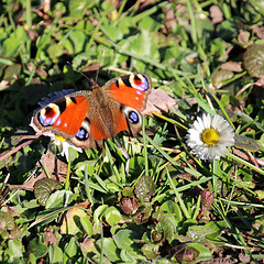 Das Tagpfauenauge im Frühling