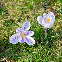 Crocuses 2025 21