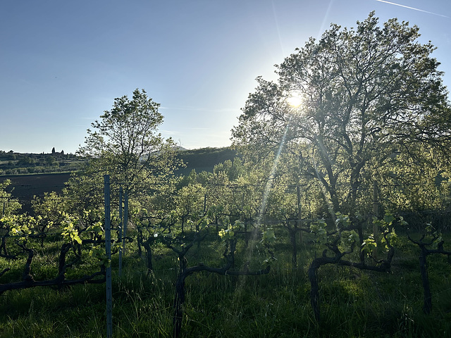 Fresh oak tree leaves.