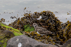 20140907 4795VRAw [NL] Steinwälzer (Arenaria interpres), Terschelling