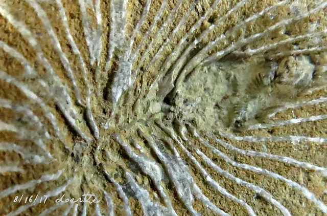Coral fossil